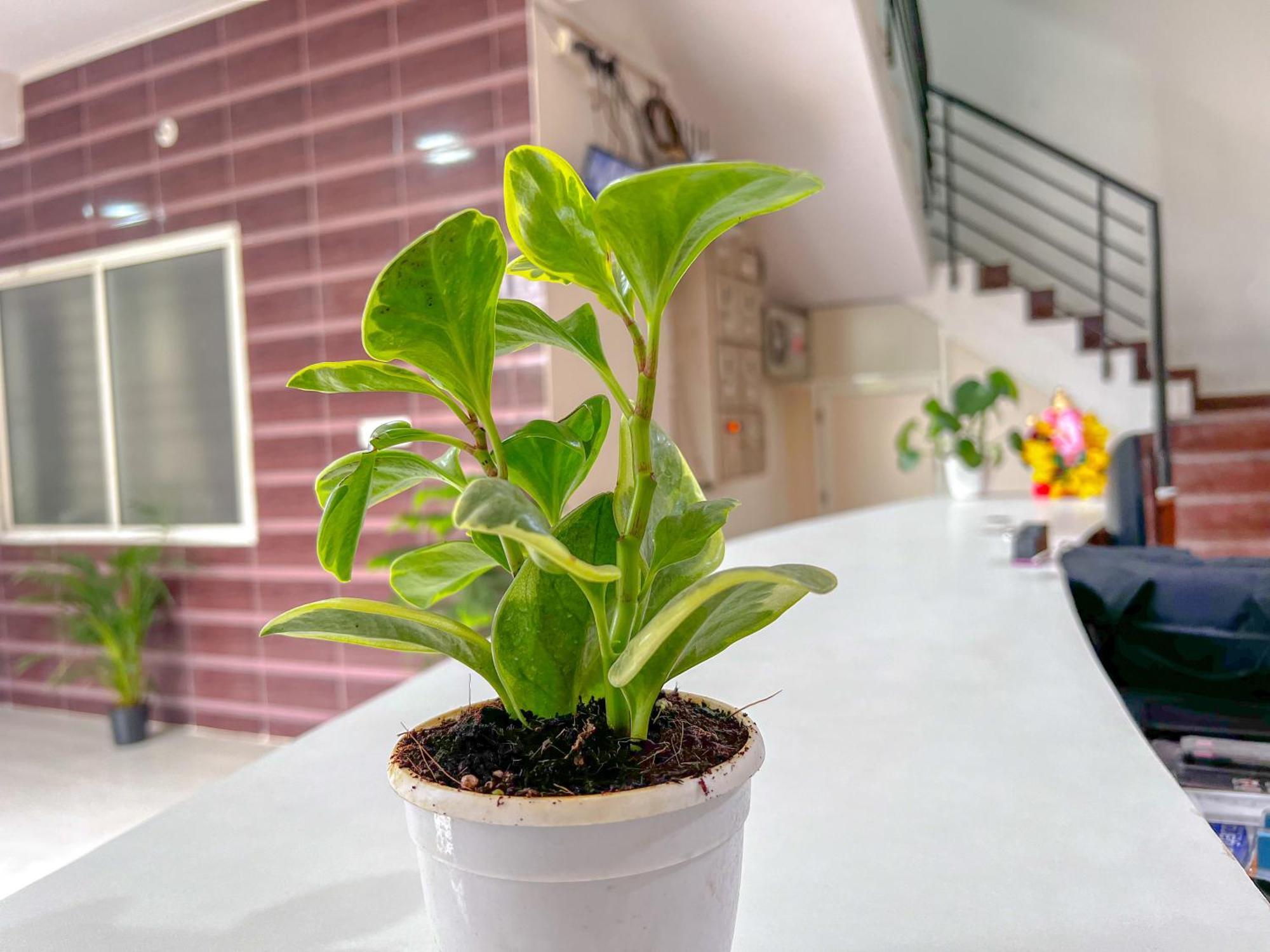 Hotel Elite By Agira Hotels-Free Airport Pickup Or Drop Yelahanka Luaran gambar